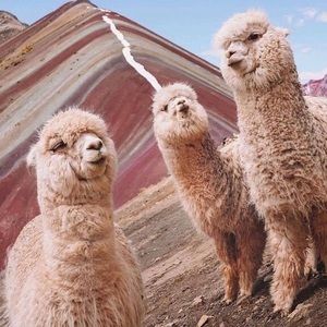 Meet your Posher, Casey